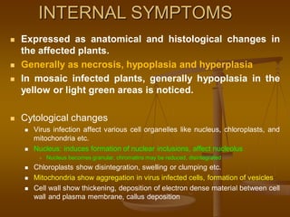 INTERNAL SYMPTOMS
 Expressed as anatomical and histological changes in
the affected plants.
 Generally as necrosis, hypoplasia and hyperplasia
 In mosaic infected plants, generally hypoplasia in the
yellow or light green areas is noticed.
 Cytological changes
 Virus infection affect various cell organelles like nucleus, chloroplasts, and
mitochondria etc.
 Nucleus: induces formation of nuclear inclusions, affect nucleolus
 Nucleus becomes granular, chromatins may be reduced, disintegrated
 Chloroplasts show disintegration, swelling or clumping etc.
 Mitochondria show aggregation in virus infected cells, formation of vesicles
 Cell wall show thickening, deposition of electron dense material between cell
wall and plasma membrane, callus deposition
 