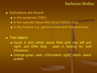 Inclusion Bodies
 Inclusions are found
 in the epidermis (TMV)
 in the vascular tissue like Citrus tristeza virus.
 in the nucleus e.g. geminiviruses and rhabdoviruses.
 Two stains
 Azure A (AA) which stains RNA pink (top left and
right) and DNA blue. used in looking for viral
inclusions.
 Orange-green stain (OG-bottom right) which stains
protein
 