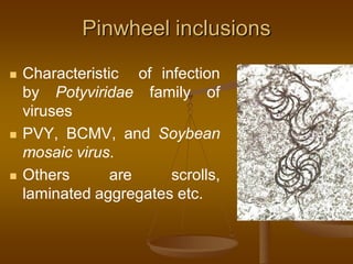 Pinwheel inclusions
 Characteristic of infection
by Potyviridae family of
viruses
 PVY, BCMV, and Soybean
mosaic virus.
 Others are scrolls,
laminated aggregates etc.
 