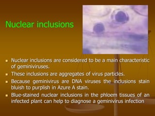  Nuclear inclusions are considered to be a main characteristic
of geminiviruses.
 These inclusions are aggregates of virus particles.
 Because geminivirus are DNA viruses the inclusions stain
bluish to purplish in Azure A stain.
 Blue-stained nuclear inclusions in the phloem tissues of an
infected plant can help to diagnose a geminivirus infection
Nuclear inclusions
 