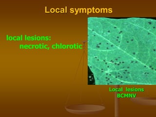 Local symptoms
local lesions:
necrotic, chlorotic
Local lesions
BCMNV
 