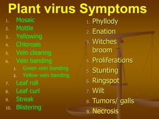 1. Mosaic
2. Mottle
3. Yellowing
4. Chlorosis
5. Vein clearing
6. Vein banding
1. Green vein banding
2. Yellow vein banding
7. Leaf roll
8. Leaf curl
9. Streak
10. Blistering
Plant virus Symptoms
1. Phyllody
2. Enation
3. Witches
broom
4. Proliferations
5. Stunting
6. Ringspot
7. Wilt
8. Tumors/ galls
9. Necrosis
 