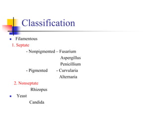 Classification
 Filamentous
1. Septate
- Nonpigmented – Fusarium
Aspergillus
Penicillium
- Pigmented - Curvularia
Alternaria
2. Nonseptate
Rhizopus
 Yeast
Candida
 