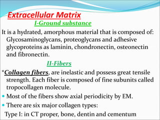 Chondronectin Lect.3.Connective tissue.ppt for the bams | PPT