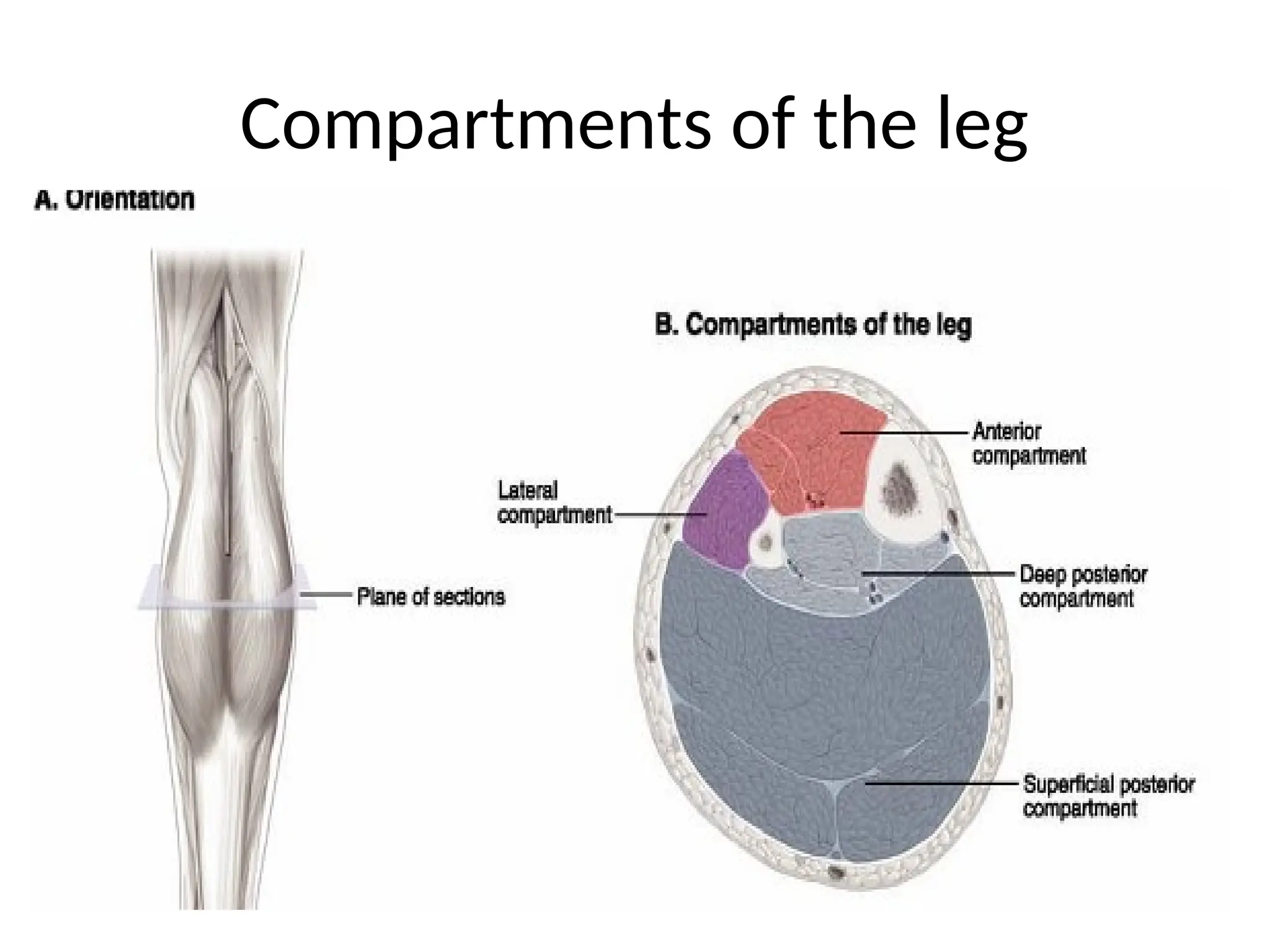 lect. 5- Lateral and Anterior compartments of the leg and foot-1.ppt