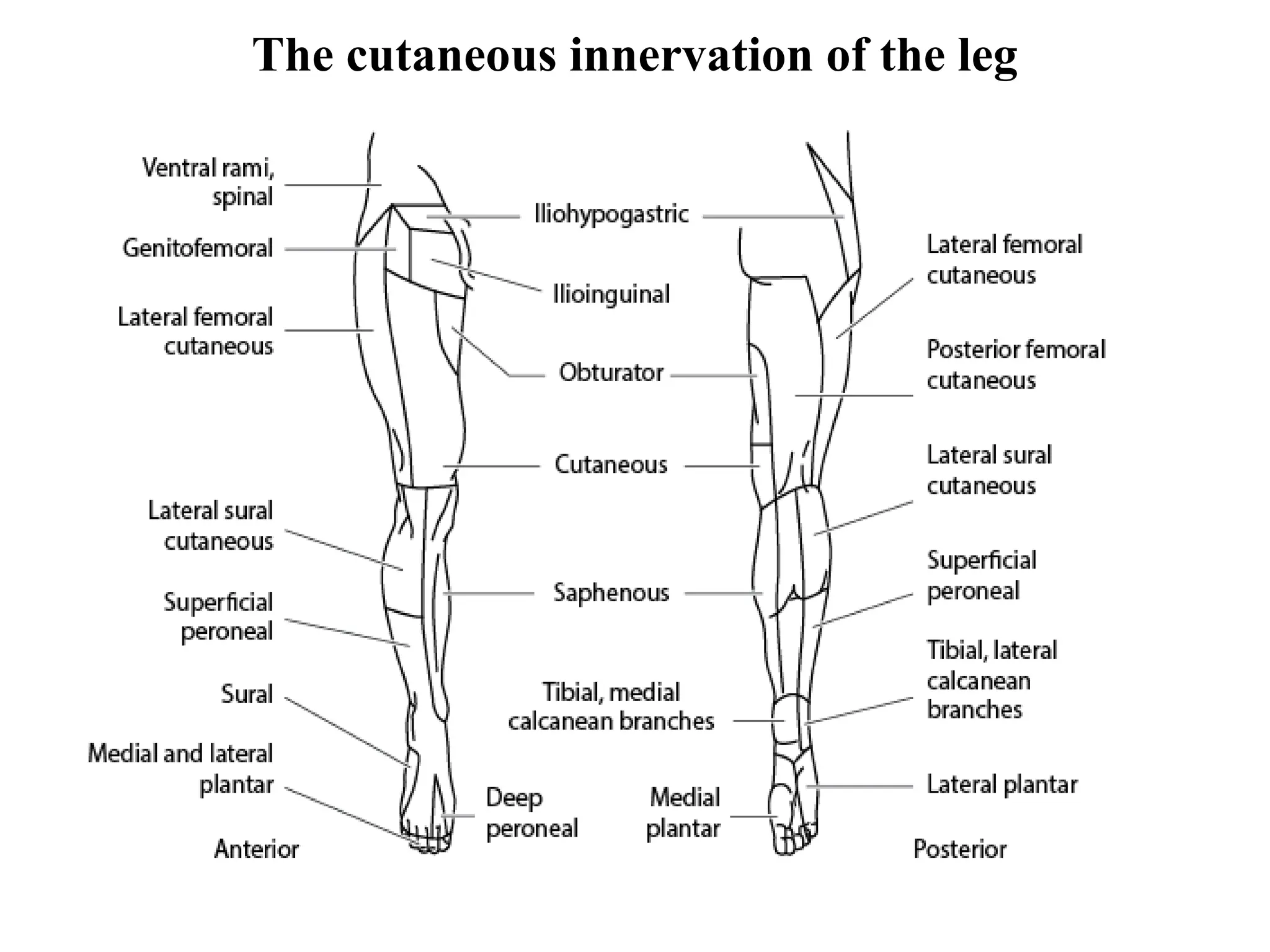 lect. 5- Lateral and Anterior compartments of the leg and foot-1.ppt