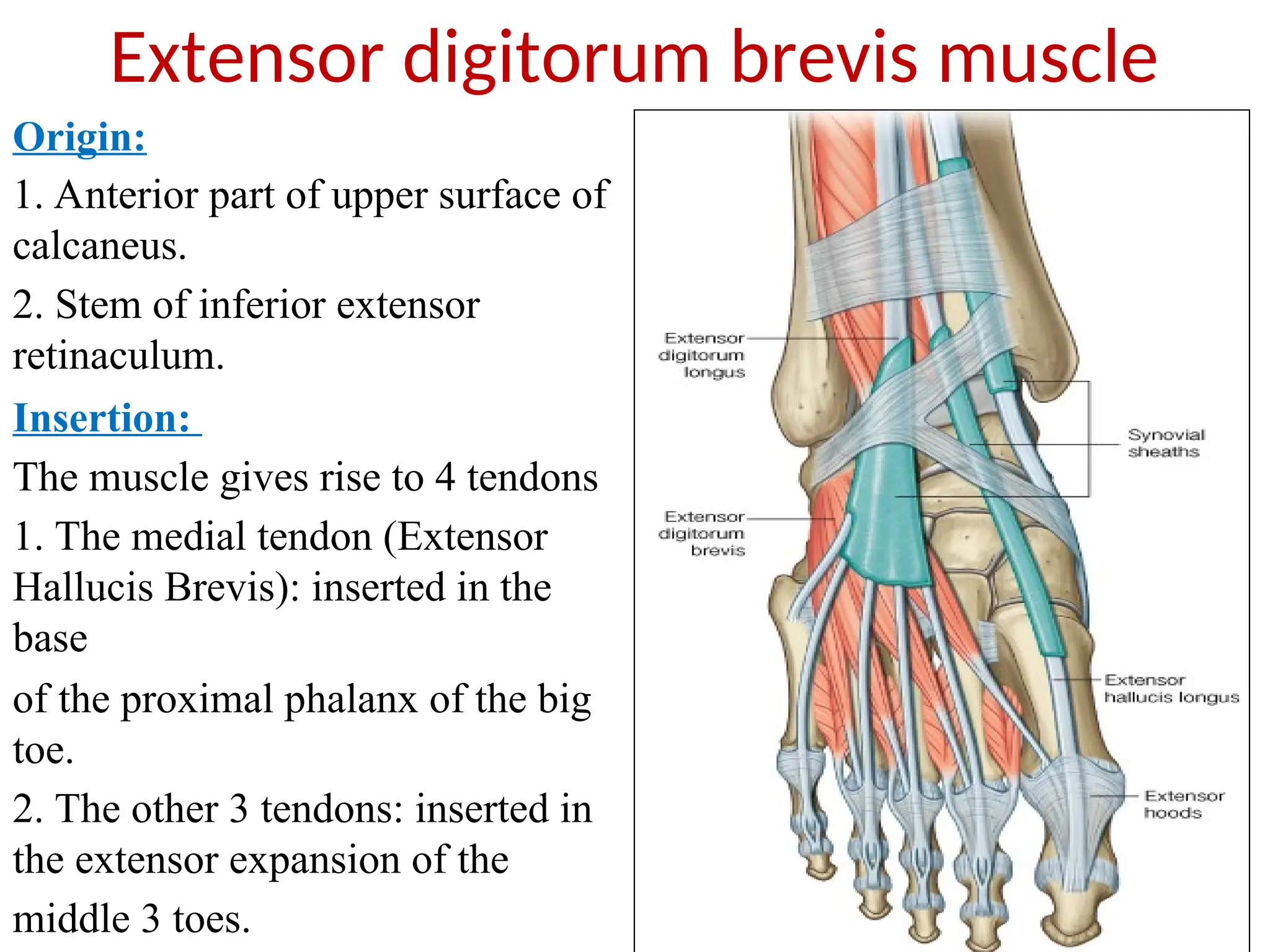 lect. 5- Lateral and Anterior compartments of the leg and foot-1.ppt