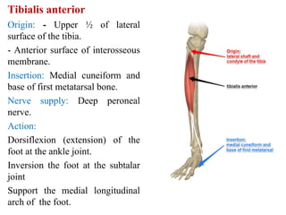 lect. 5- Lateral and Anterior compartments of the leg and foot-1.ppt