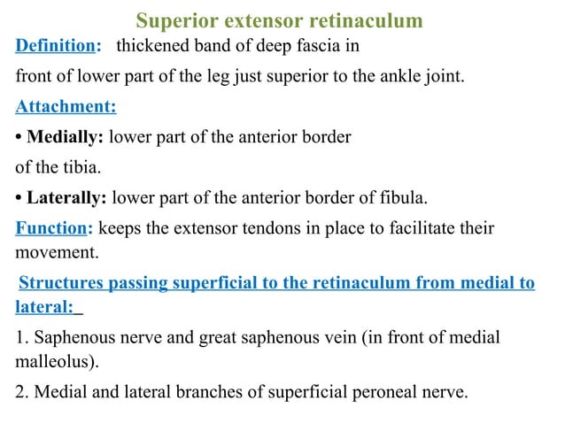 lect. 5- Lateral and Anterior compartments of the leg and foot-1.ppt