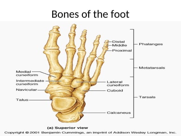 lect. 5- Lateral and Anterior compartments of the leg and foot-1.ppt