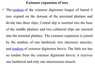 lect. 5- Lateral and Anterior compartments of the leg and foot-1.ppt