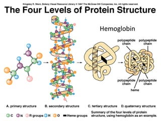 Lect 2 biomolecules-bsc-1010_f13_jc | PPT