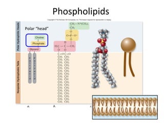 Lect 2 biomolecules-bsc-1010_f13_jc | PPT