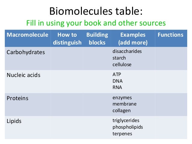Building Block Molecules Of The Macromolecules Building Block Molecules Of The Macromolecules