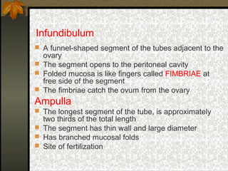 Infundibulation Types female reproductive system | PPT