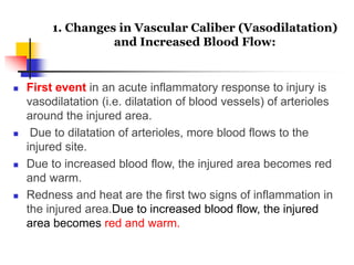  First event in an acute inflammatory response to injury is
vasodilatation (i.e. dilatation of blood vessels) of arterioles
around the injured area.
 Due to dilatation of arterioles, more blood flows to the
injured site.
 Due to increased blood flow, the injured area becomes red
and warm.
 Redness and heat are the first two signs of inflammation in
the injured area.Due to increased blood flow, the injured
area becomes red and warm.
1. Changes in Vascular Caliber (Vasodilatation)
and Increased Blood Flow:
 