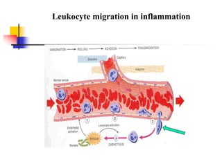 Leukocyte migration in inflammation
 