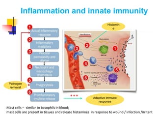 Inflammation and innate immunity
Mast cells – similar to basophils in blood;
mast cells are present in tissues and release histamines in response to wound / infection /irritant
Histamin
e
Pathogen
removal
Adaptive immune
response
+ + +
 