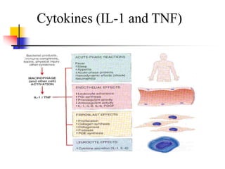 Cytokines (IL-1 and TNF)
 