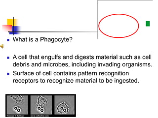  What is a Phagocyte?
 A cell that engulfs and digests material such as cell
debris and microbes, including invading organisms.
 Surface of cell contains pattern recognition
receptors to recognize material to be ingested.
 