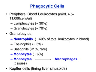 Phagocytic Cells
• Peripheral Blood Leukocytes (nrml. 4.5-
11,000cells/ul)
– Lymphocytes (~ 30%)
– Granulocytes (~ 70%)
• Granulocytes:
– Neutrophils (~ 60% of total leukocytes in blood)
– Eosinophils (~ 3%)
– Basophils (<1%, rare)
– Monocytes (~ 6%)
– Monocytes Macrophages
(tissues)
• Kupffer cells (lining liver sinusoids)
 