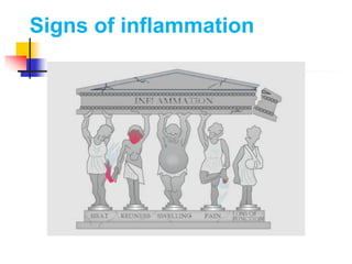 Signs of inflammation
 