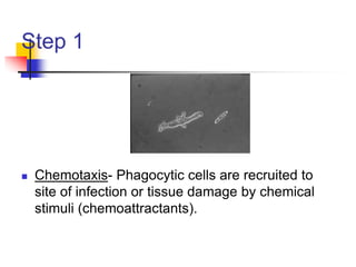 Step 1
 Chemotaxis- Phagocytic cells are recruited to
site of infection or tissue damage by chemical
stimuli (chemoattractants).
 