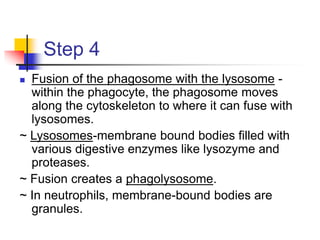 Step 4
 Fusion of the phagosome with the lysosome -
within the phagocyte, the phagosome moves
along the cytoskeleton to where it can fuse with
lysosomes.
~ Lysosomes-membrane bound bodies filled with
various digestive enzymes like lysozyme and
proteases.
~ Fusion creates a phagolysosome.
~ In neutrophils, membrane-bound bodies are
granules.
 