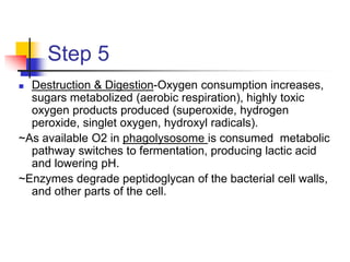 Step 5
 Destruction & Digestion-Oxygen consumption increases,
sugars metabolized (aerobic respiration), highly toxic
oxygen products produced (superoxide, hydrogen
peroxide, singlet oxygen, hydroxyl radicals).
~As available O2 in phagolysosome is consumed metabolic
pathway switches to fermentation, producing lactic acid
and lowering pH.
~Enzymes degrade peptidoglycan of the bacterial cell walls,
and other parts of the cell.
 