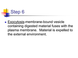 Step 6
 Exocytosis-membrane-bound vesicle
containing digested material fuses with the
plasma membrane. Material is expelled to
the external environment.
 