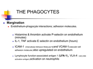 THE PHAGOCYTES
 Margination
 Endothelium-phagocyte interactions; adhesion molecules.
 Histamine & thrombin activate P-selectin on endothelium
(minutes)
 IL-1, TNF activate E selectin on endothelium (hours)
 ICAM-1 (Intercellular Adhesion Molecule 1) and VCAM-1(vascular cell
adhesion molecule) also upregulated on endothelium
 Lymphocyte function-associated antigen 1 (LFA-1), VLA-4 (very late
activation antigen) activation on neutrophils
 