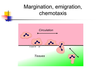Margination, emigration,
chemotaxis
V essel W all
Circulation
Tissues
 