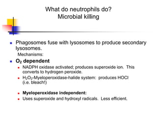 What do neutrophils do?
Microbial killing
 Phagosomes fuse with lysosomes to produce secondary
lysosomes.
Mechanisms:
 O2 dependent
 NADPH oxidase activated; produces superoxide ion. This
converts to hydrogen peroxide.
 H2O2-Myeloperoxidase-halide system: produces HOCl.
(i.e. bleach!)
 Myeloperoxidase independent:
 Uses superoxide and hydroxyl radicals. Less efficient.
 