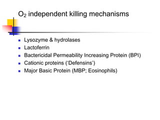 O2 independent killing mechanisms
 Lysozyme & hydrolases
 Lactoferrin
 Bactericidal Permeability Increasing Protein (BPI)
 Cationic proteins (‘Defensins’)
 Major Basic Protein (MBP; Eosinophils)
 