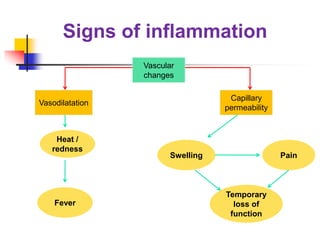 Signs of inflammation
Vascular
changes
Vasodilatation
Capillary
permeability
Heat /
redness
Temporary
loss of
function
Fever
Swelling Pain
 