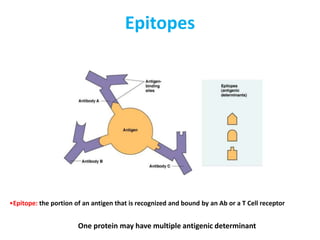 Epitopes
•Epitope: the portion of an antigen that is recognized and bound by an Ab or a T Cell receptor
One protein may have multiple antigenic determinant
 
