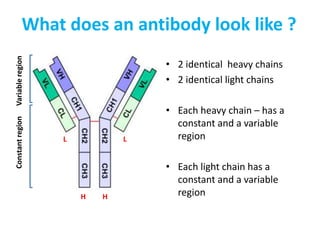 What does an antibody look like ?
• 2 identical heavy chains
• 2 identical light chains
• Each heavy chain – has a
constant and a variable
region
• Each light chain has a
constant and a variable
region
H H
L L
Constant
region
Variable
region
 