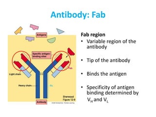 Antibody: Fab
Fab region
• Variable region of the
antibody
• Tip of the antibody
• Binds the antigen
• Specificity of antigen
binding determined by
VH and VL
 