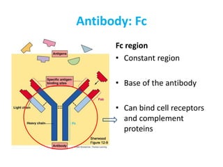 Antibody: Fc
Fc region
• Constant region
• Base of the antibody
• Can bind cell receptors
and complement
proteins
 