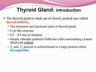 Thyroid Gland: introductionThe thyroid gland is made up of closely packed sacs called thyroid follicles.The structural and functional unite of thyroid gland.Cyst-like structure 0.2 – 0.9 mm in diameter Simple cuboidal epithelial (follicular cells) surrounding a lumen filled with colloid.T4 and  T3 present in colloid bound to a large protein called thyroglobulin.