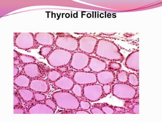 Thyroid Follicles 
