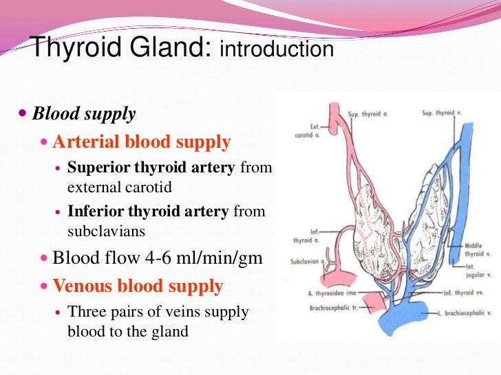 an introduction to the diseases of the thyroid The thyroid gland synthesizes the hormones thyroxine (t 4) and triiodothyronine (t 3), iodine-containing amino acids that regulate the body’s metabolic rate adequate levels of thyroid hormone are necessary in infants for normal development of the cns, in children for normal skeletal growth and maturation, and in adults for normal function of multiple. an introduction to the diseases of the thyroid The thyroid gland synthesizes the hormones thyroxine (t 4) and triiodothyronine (t 3), iodine-containing amino acids that regulate the body’s metabolic rate adequate levels of thyroid hormone are necessary in infants for normal development of the cns, in children for normal skeletal growth and maturation, and in adults for normal function of multiple.