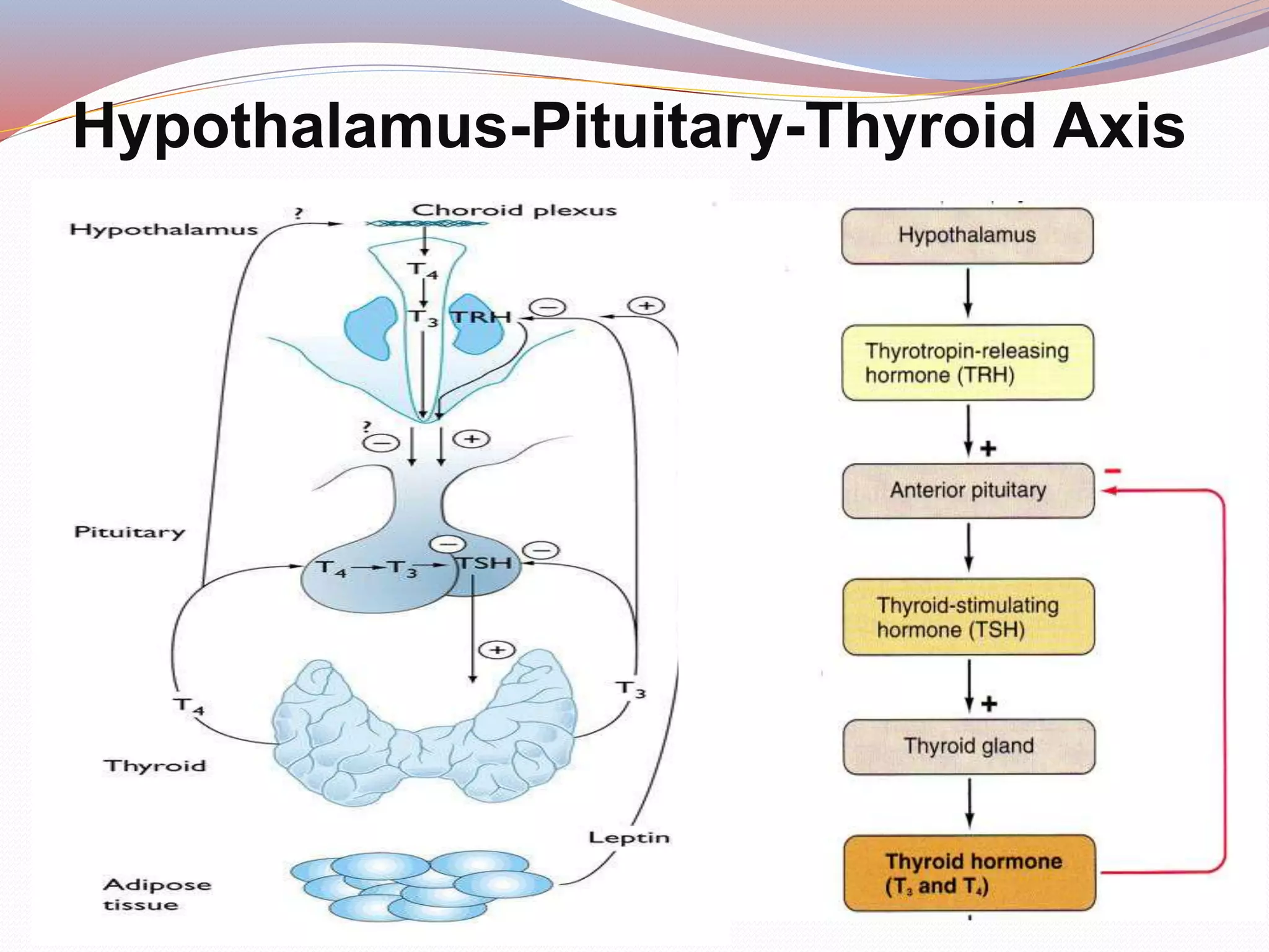 Hypothalamus-Pituitary-Thyroid Axis
 