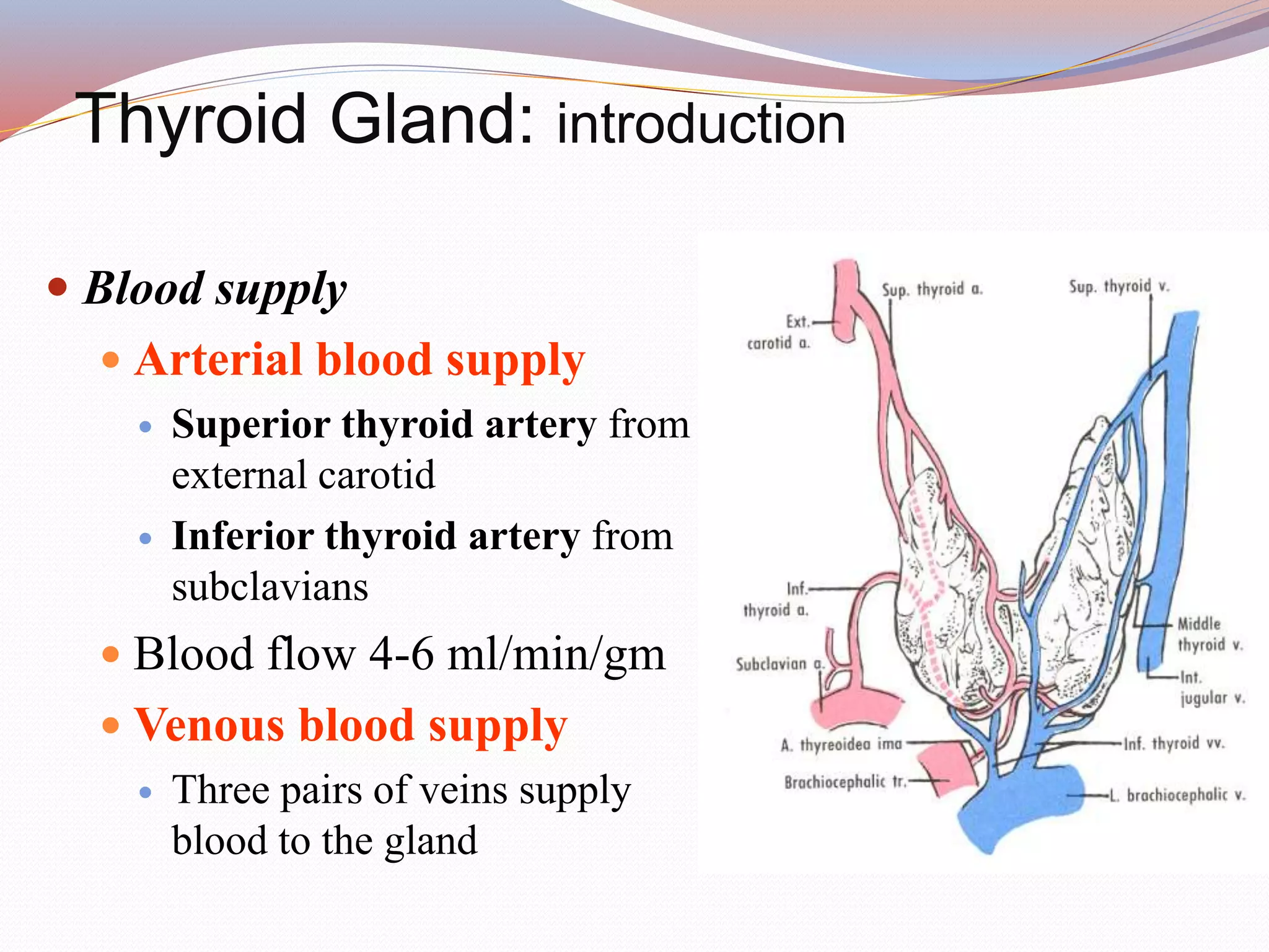 Thyroid Gland: introduction
 Blood supply
 Arterial blood supply
 Superior thyroid artery from
external carotid
 Inferior thyroid artery from
subclavians
 Blood flow 4-6 ml/min/gm
 Venous blood supply
 Three pairs of veins supply
blood to the gland
 