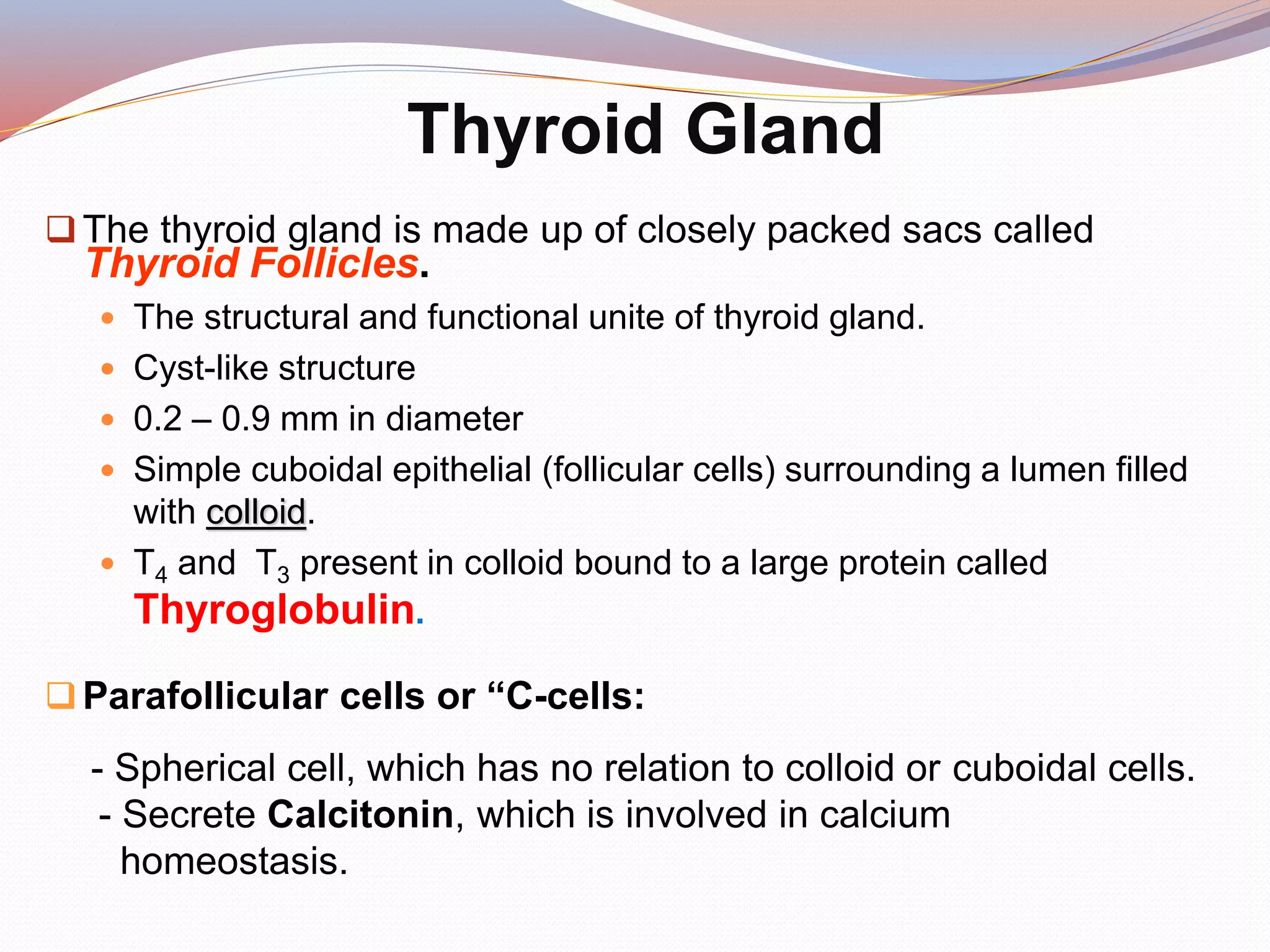 The thyroid gland is made up of closely packed sacs called
Thyroid Follicles.
 The structural and functional unite of thyroid gland.
 Cyst-like structure
 0.2 – 0.9 mm in diameter
 Simple cuboidal epithelial (follicular cells) surrounding a lumen filled
with colloid.
 T4 and T3 present in colloid bound to a large protein called
Thyroglobulin.
Parafollicular cells or “C-cells:
- Spherical cell, which has no relation to colloid or cuboidal cells.
- Secrete Calcitonin, which is involved in calcium
homeostasis.
Thyroid Gland
 