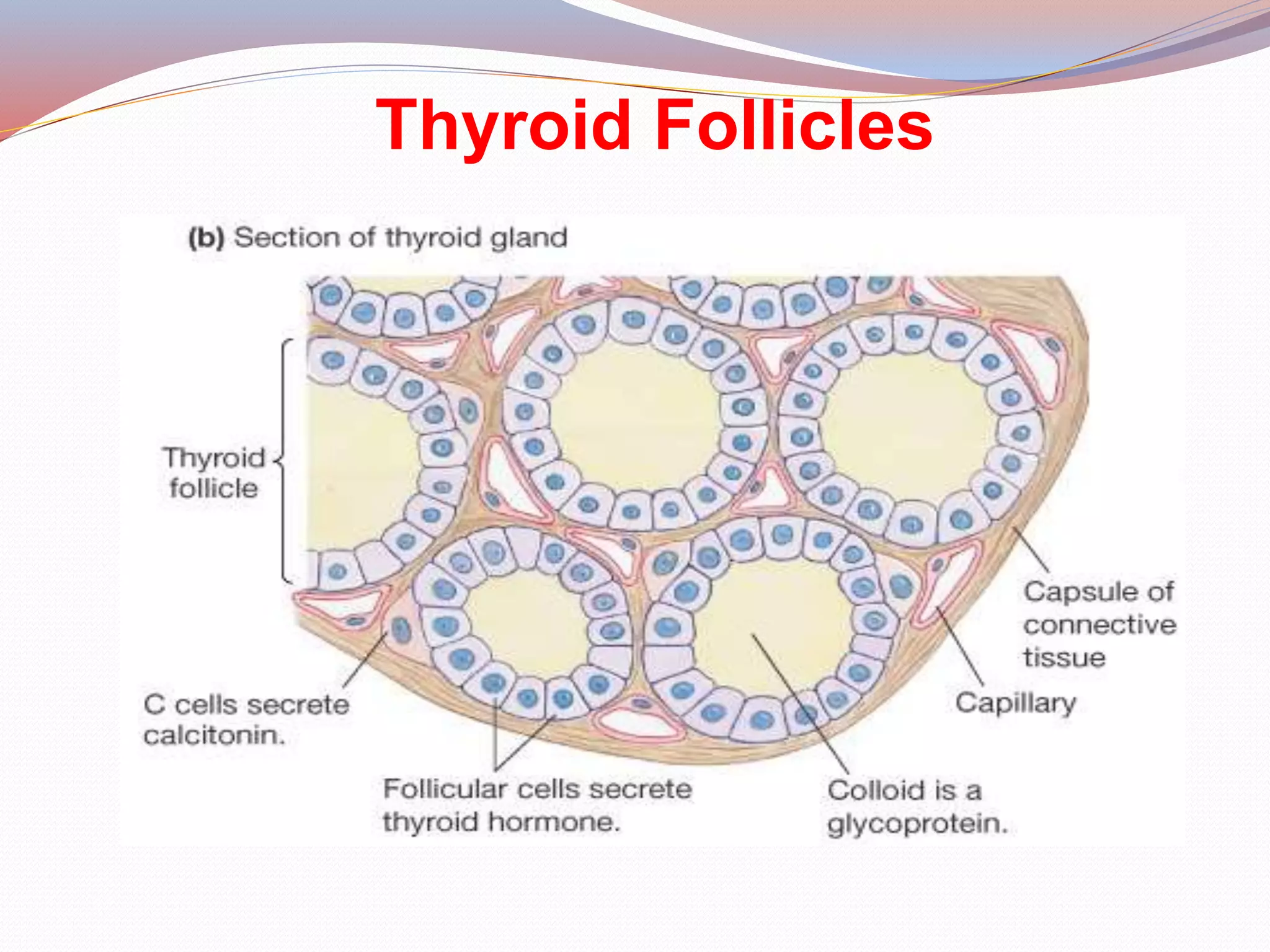 Thyroid Follicles
 