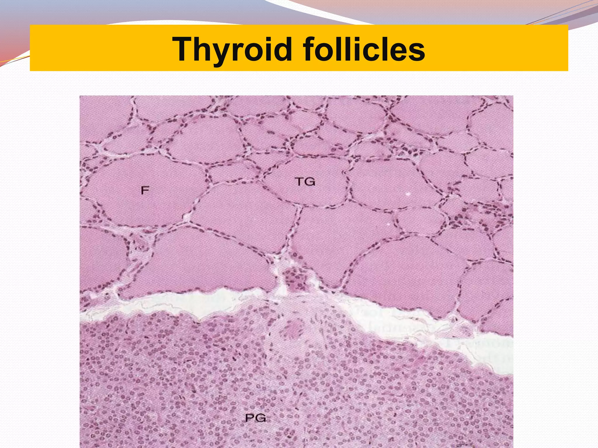 Thyroid follicles
 