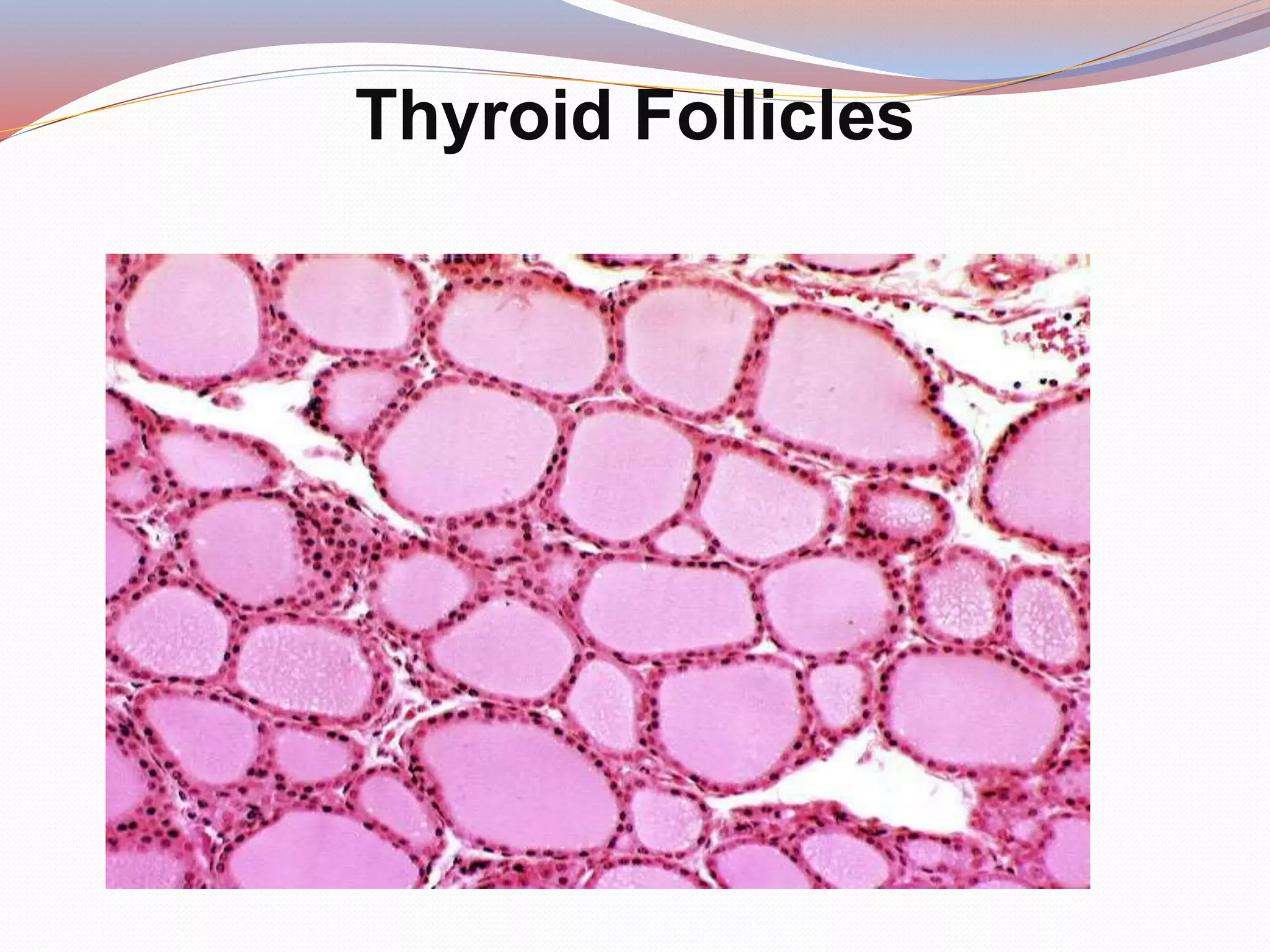 Thyroid Follicles
 