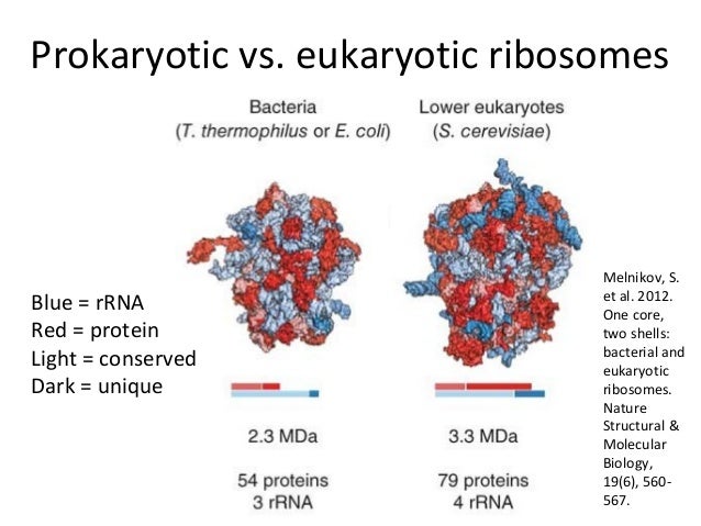 Lect 4&5 cellsbsc1010_f13_jc