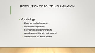 RESOLUTION OF ACUTE INFLAMMATION
• Morphology
• Changes gradually reverse.
• Vascular changes stop:
• neutrophils no longer marginate
• vessel permeability returns to normal
• vessel calibre returns to normal.
 